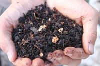 Compost Fertilizer