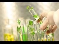 Plant Tissue Culture