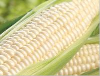 White Corn