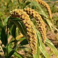 foxtail millet