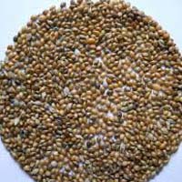 Millet Seeds