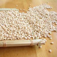 Sorghum Seeds