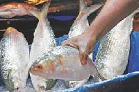 Hilsa Fish