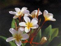 Plumeria Plants