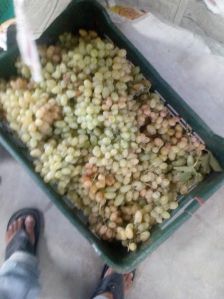 Green Grapes