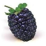 Blackberry