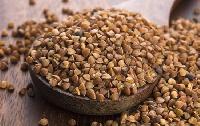 Buckwheat