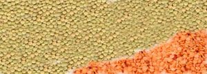 Red & Green Lentils