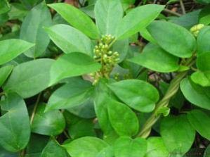 Gymnema Leaves