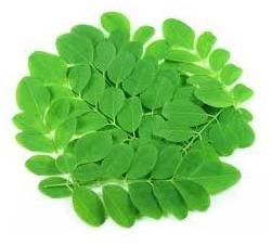 Moringa Leaves