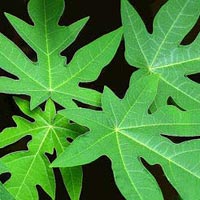 Papaya Leaves