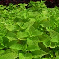 Coleus Extract