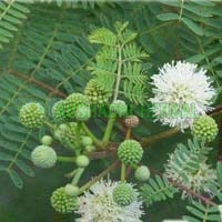 Acacia Catechu Extract