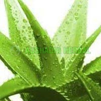 Aloe Vera Extract