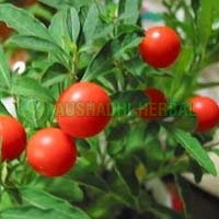 Ashwagandha Extract