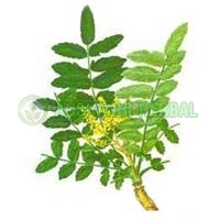 Boswellia Akba Extract