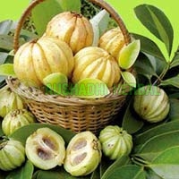 Garcinia Cambogia Extract