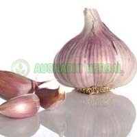 Garlic Extract