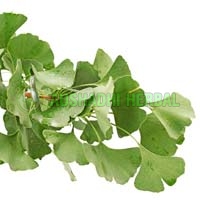 Ginkgo Biloba Extract