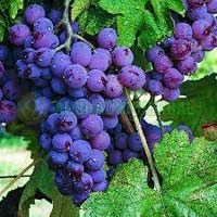 Grape Seed Extract