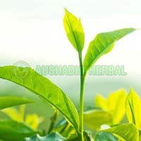 Green Tea Extract