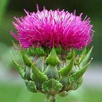 Milk Thistle Extract