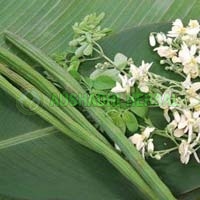 Moringa flower