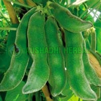 Mucuna Extract