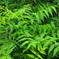 Neem Leaf Extract