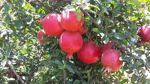 Fresh Pomegranate 03
