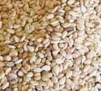 Natural Sesame Seeds