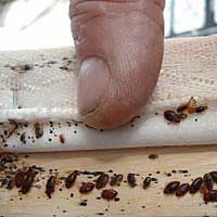Bed Bugs Control Service