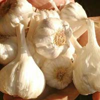 Garlic Seeds