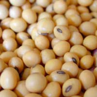 Organic Soybean Seeds