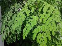 Moringa Leaf