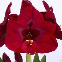 quality flower bulbs