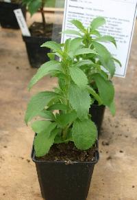 stevia plnat