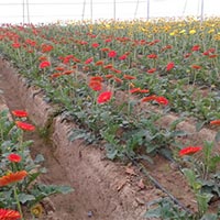 Gerbera Cultivation