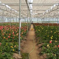 Gerbera Cultivation in Polyhouse