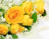 yellow roses