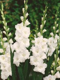 gladiolus flowers