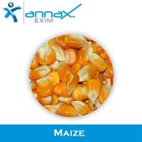 Maize Seeds