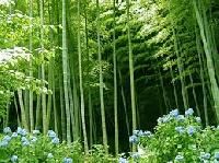 Bamboo Plants