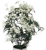 jasmine plant