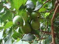 Guava Plant