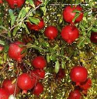 Pomegranate Plant