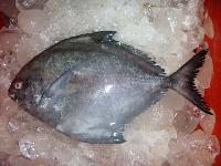 Frozen Black Pomfret Fishes