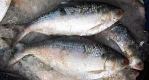 Frozen Hilsa Fishes