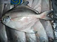 Frozen Silver Pomfret Fishes