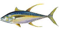 Frozen Yellowfin Tuna Fishes